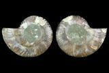Sliced Ammonite Fossil - Agatized #124990-1